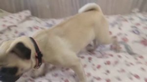 Мопс лает. Pug