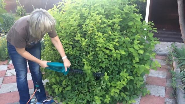 Неприхотливые кустарники для живой изгороди