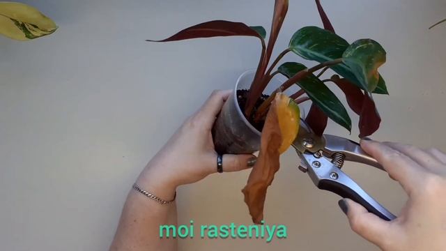 Как ускорить рост Строманты