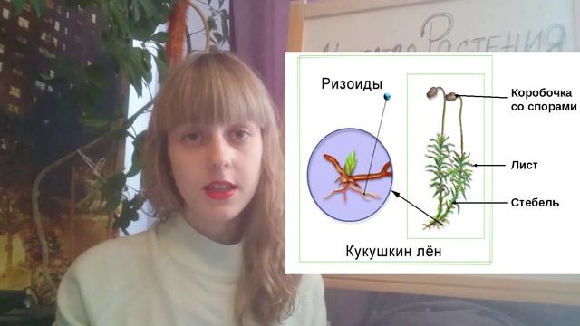 классификация : Царство Растений смотреть онлайн