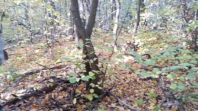 22 сентября 2023 г. Едем в лес. смотреть онлайн