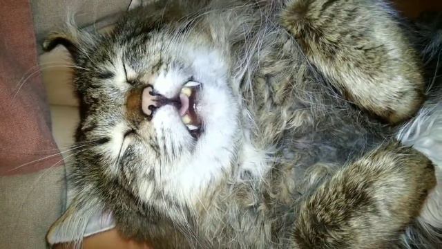 Субстрат для проращивания, трава для котов
