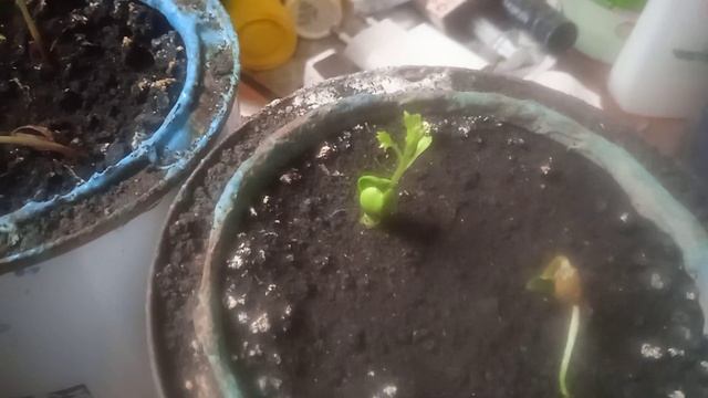 Проращивание яблонь из семечек. смотреть онлайн