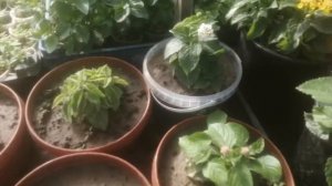 Лантана: уход, цветение, обработка от вредителей и цена на рынке.