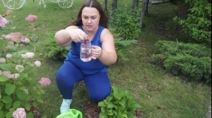 Как изменить цвет гортензии ? 100% СПОСОБ ? Советы от Garden zoo