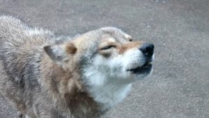 Как чихают волки