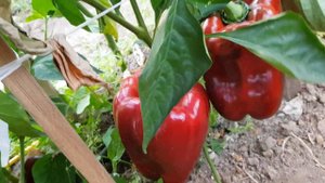 Перец Ламуйо (f непонятной версии) 15,09,23