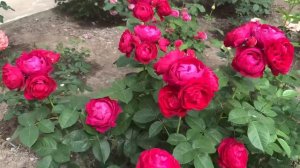 Роза Аскот ( Rose Ascot ) 24.06.2021г. г. Киев