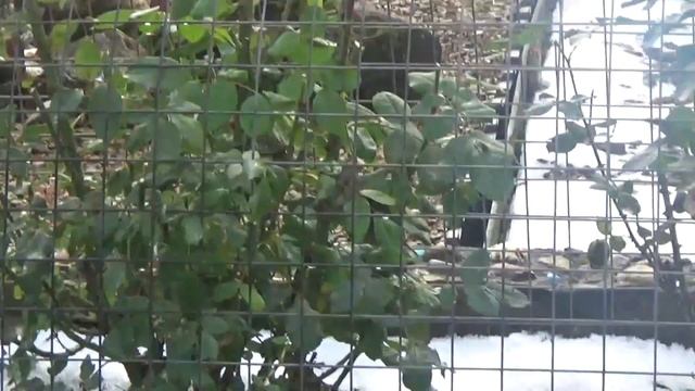 ДАЧА Обзор. Укрываем РОЗЫ , рододендроны, хвойные на штамбе и др. .И снова Уезжаем до зимы смотреть онлайн