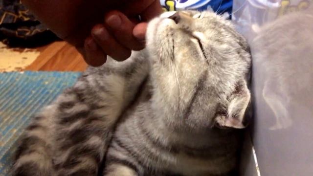 Котёнок мурлычет смотреть онлайн