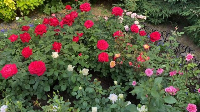 Круглый розарий с названием самых красивых сортов роз! (Урал, 3 зона) смотреть онлайн