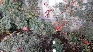 Осенняя обрезка клематисов 2-й и 3-й группы обрезки!