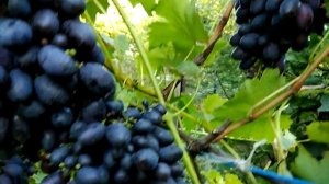 Обзор сортов винограда. Кодрянка. Август