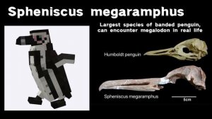 Minecraft penguins VS reality (side by side comparison) with sound effects [24 creatures]