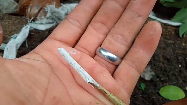 Sharing tips on how to cut guava stems to grow roots fast смотреть онлайн