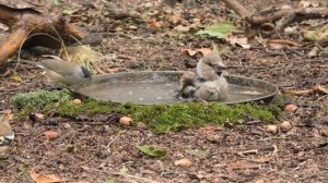 Птицы купаются / Birds