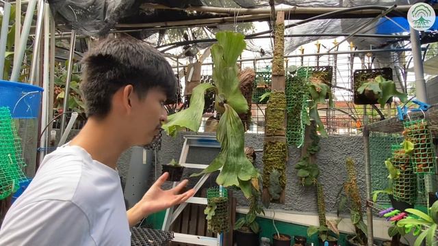 Plant Maintenance - Fertilising Ep 44 смотреть онлайн