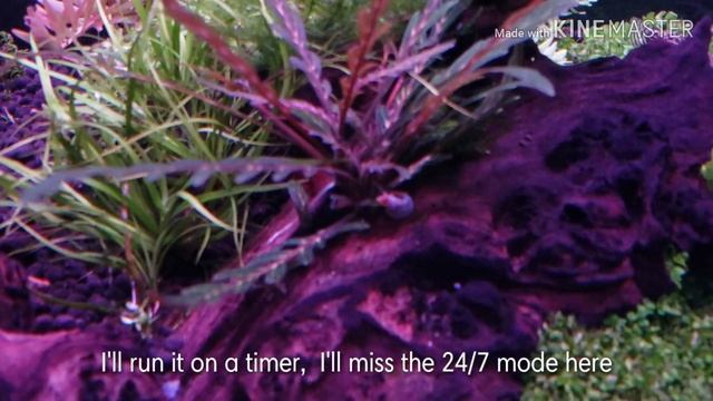 Snail breeding,and Juncus Repens propagation (after heavy tank trim) смотреть онлайн