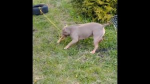 САМАЯ СИЛЬНАЯ СОБАКА!!!САМЫЙ НАКАЧЯНЫЙ АМЕРИКАНСКИЙ БУЛЛИ!!