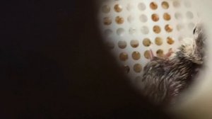 Как вылупляются индюшата.