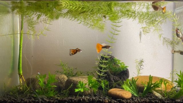 Аквариум с рыбками - Заставка для ТВ  Релаксация  Антистресс  Атмосфера уюта  Крепкий сон  ASM