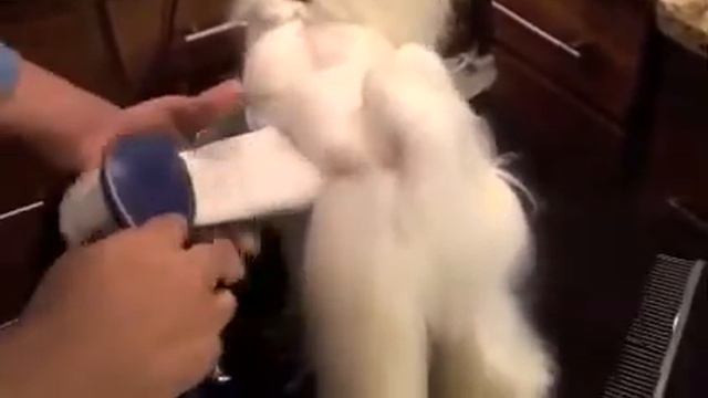 Pure Paws Grooming - Груминг Мальтезе, часть 2