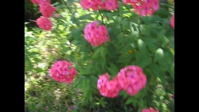 9 августа. На даче про груши, клематисы, помидоры, монтбрецию смотреть онлайн