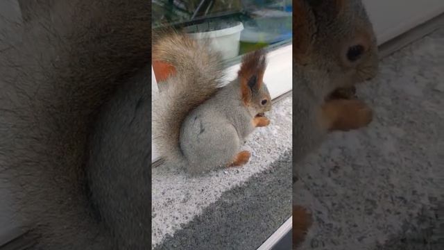 Белка ест орех, кот ест цветок)#животные#animals#белка#squirrel