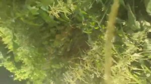 №11 Закладка [ НАХОД ] Снял капсулу в кустах в касание !