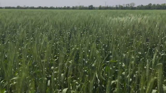 Оз. пшеница, состояние посевов. Тебуканазолом работать. смотреть онлайн