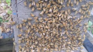 Когда пчелы передумали роиться. Что они делают?