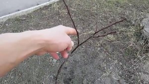 Обрезка однолетних саженцев сливы