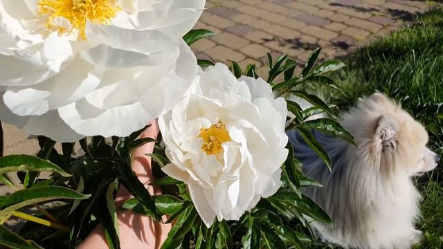 Пион Мисс Америка / Peony Miss America смотреть онлайн