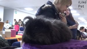 Морская свинка тексель на ilikepet. Особенности породы, уход
