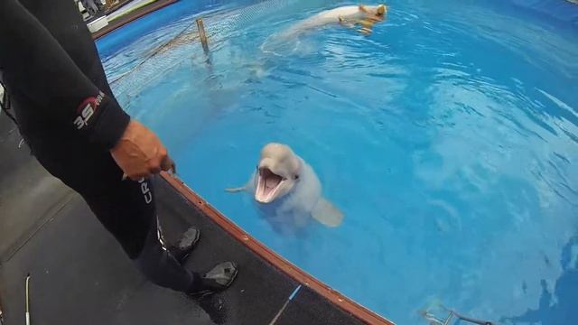 СЕВАСТОПОЛЬ | ДЕЛЬФИНАРИЙ | Плавание с белухами и дельфинами смотреть онлайн