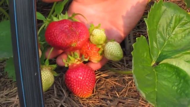 . Клубника. Сорт Азия (Asia). Верхозин Юрий смотреть онлайн