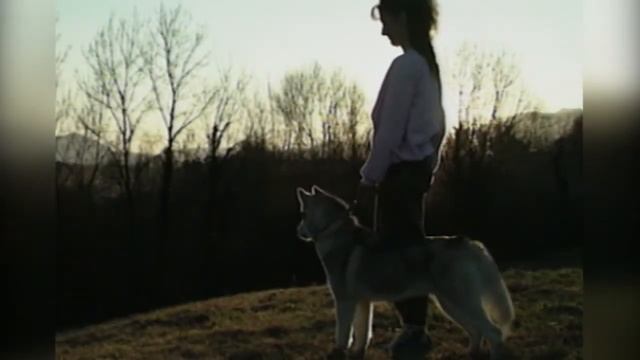 Сибирская лайка. Происхождение породы и воспитание. Собаки от А до Я/DOGS FROM A TO Z (Дай лапу) смотреть онлайн