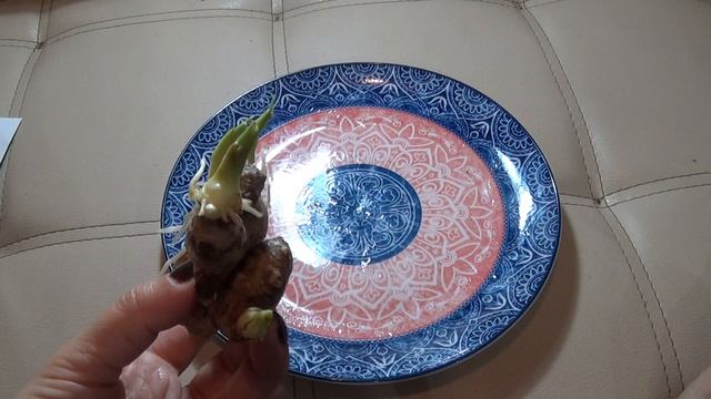 ИМБИРЬ (Zīngiber Officināle, Ginger)проращивание, польза имбиря.