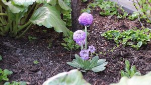 ПРИМУЛА САДОВАЯ // весна в саду