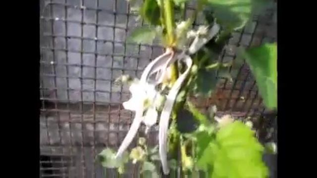 Ежевика Черная Магия . Потенциал сорта.