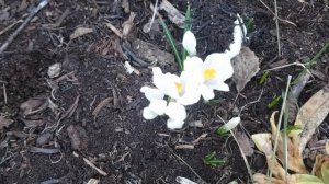 Весенние крокусы цветут на севере Нижегородской области Spring crocuses bloom Nizhny Novgorod regio