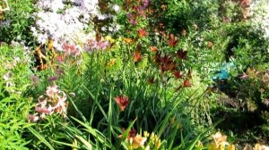 Многолетние цветы в саду.