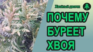 Почему буреет хвоя у туи в осенне-зимний период и стоит ли этого бояться.