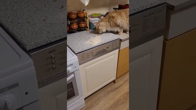 Ни дня без контента#2024 #мэйнкун #котики #умныйкот #едадлякота #ржака #смех #спб