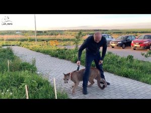 Кот учёный. Месси отличник.