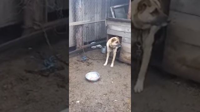 ‼️НОВОСТИ ПРИЮТА "ДОМ ДОБРА" О РЫЖИКЕ?