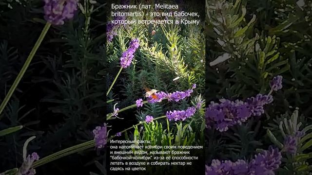 Колибри в Крыму или бабочка Бражник