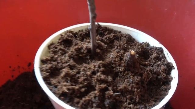 Пересадка саженцев плодовых деревьев в горшки.