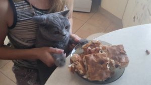 КОТ СИДИТ КАК ЧЕЛОВЕК ЗА СТОЛОМ
