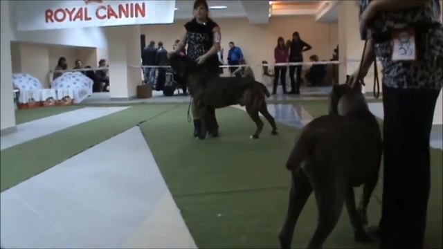 09.02.2013 Волгоград. кане корсо. Куколева смотреть онлайн